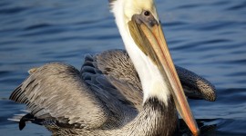 Pelican Widescreen