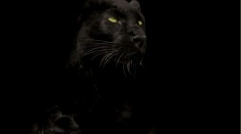 Black Panther free