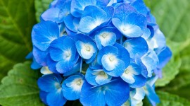 Blue Flowers free
