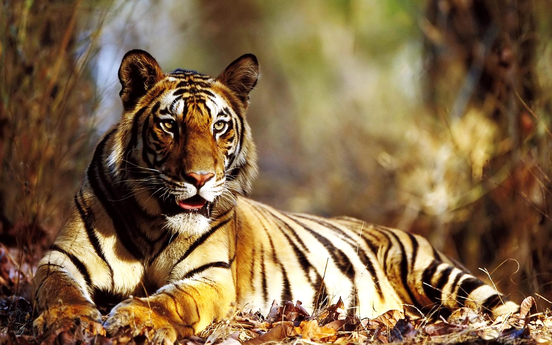 Tiger Wallpapers High Quality Download Free