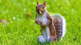 Squirrel Images
