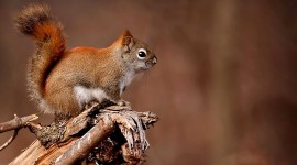 Squirrel Wallpapers HQ