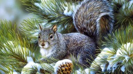 Squirrel HD Wallpapers