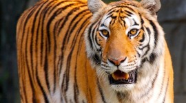 Tiger Full HD