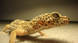 Lizard for smartphone