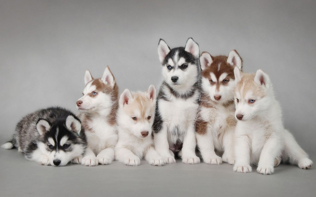 Puppies wallpapers HD