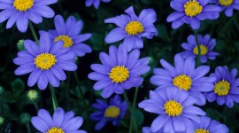 Blue Flowers Photos