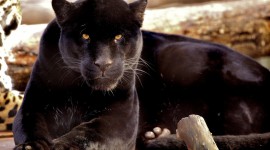 Black Panther 4K
