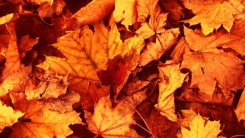Autumn Leaves wallpapers high quality