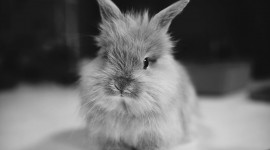 Bunny HD Wallpapers