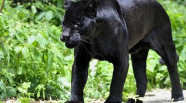 Black Panther HD Wallpaper