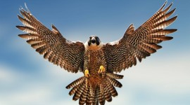 Falcon for android