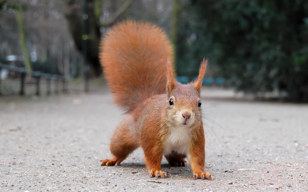Squirrel wallpapers HD