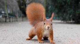 Squirrel High quality wallpapers