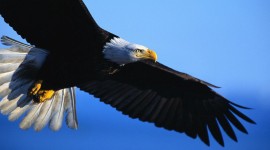Eagle for smartphone