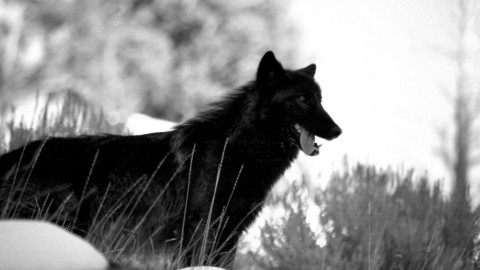 Black Wolf wallpapers high quality