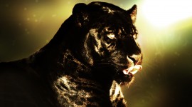 Black Panther Download for desktop