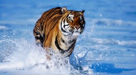 Tiger for android