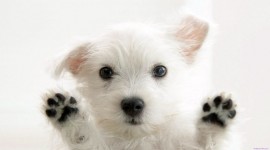 Puppies for smartphone
