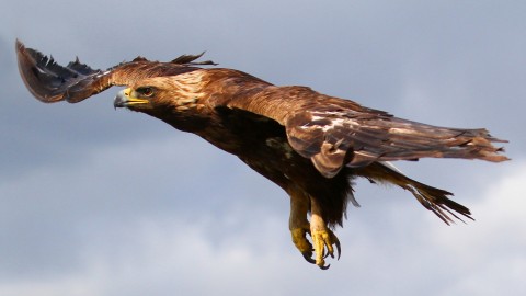 Eagle wallpapers high quality