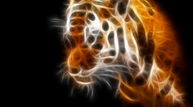 Tiger HD Wallpapers