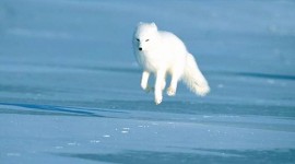 Arctic Fox Photos