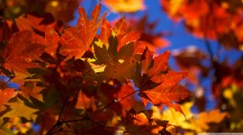 Autumn Leaves Images