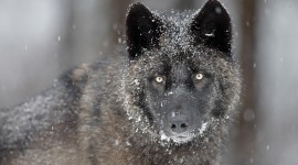 Black Wolf High resolution