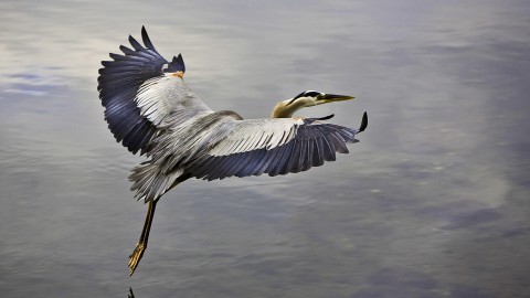 Pelican wallpapers high quality