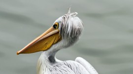 Pelican Wide wallpaper