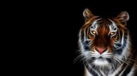 Tiger High quality wallpapers