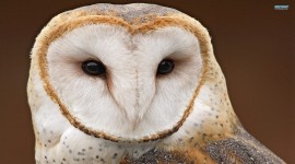 White Owl Pictures