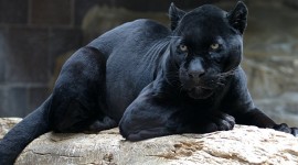 Black Panther Full HD