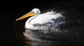 Pelican Images