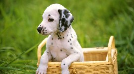 Puppies Images