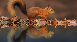 Squirrel Pictures