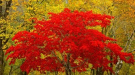 Red Leaves Tree