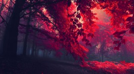 Red Leaves Tree