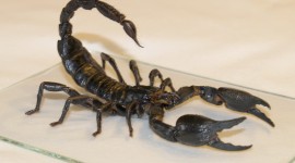 Scorpion Pictures #145
