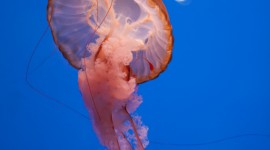 Jellyfish For mobile #756