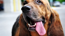 Bloodhound for mac #895