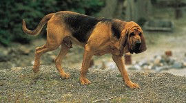 Bloodhound For mobile #619