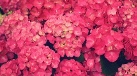 Pink Flower Wallpapers HD #603