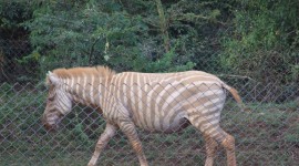 Zebra Photos #139