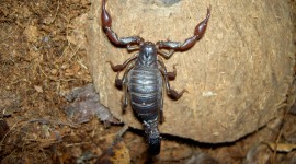 Scorpion 2015 #306