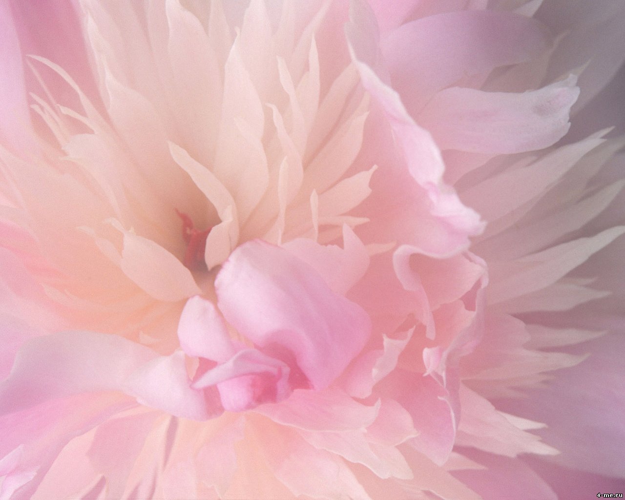 Pink Flower Wallpapers High Quality | Download Free