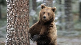 Bear for desktop #478