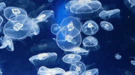 Jellyfish Images #579