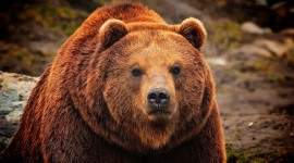 Bear iPhone 6 #110