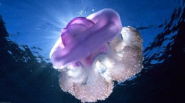 Jellyfish Full HD #150